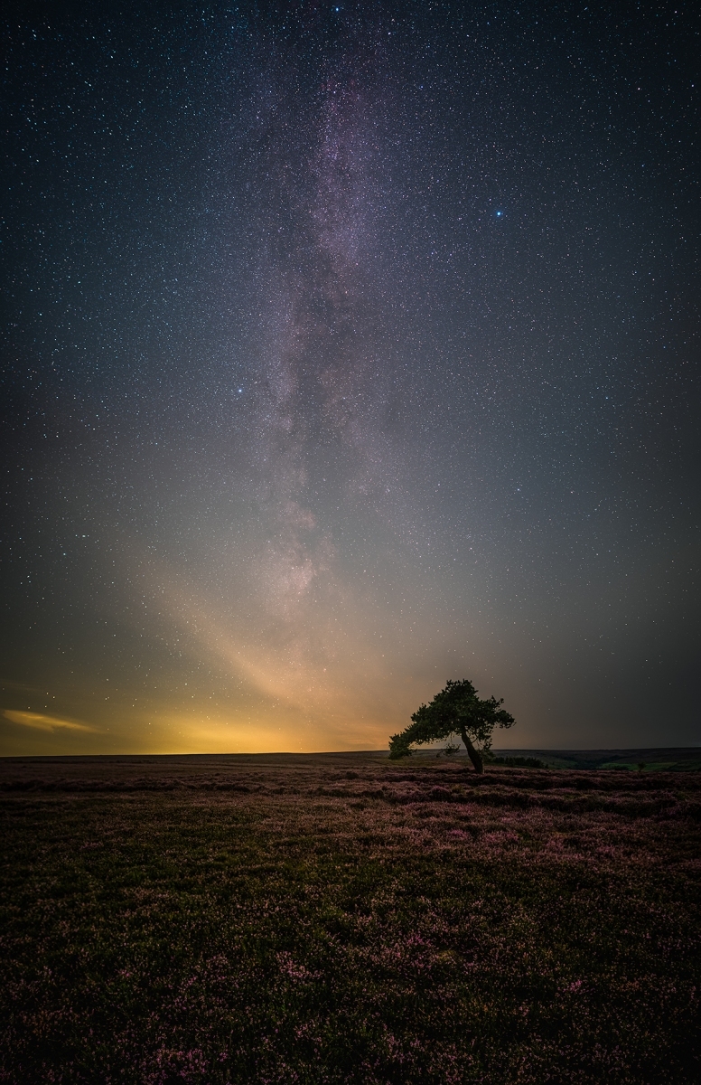 Lone-Tree-Verticle-Panorama