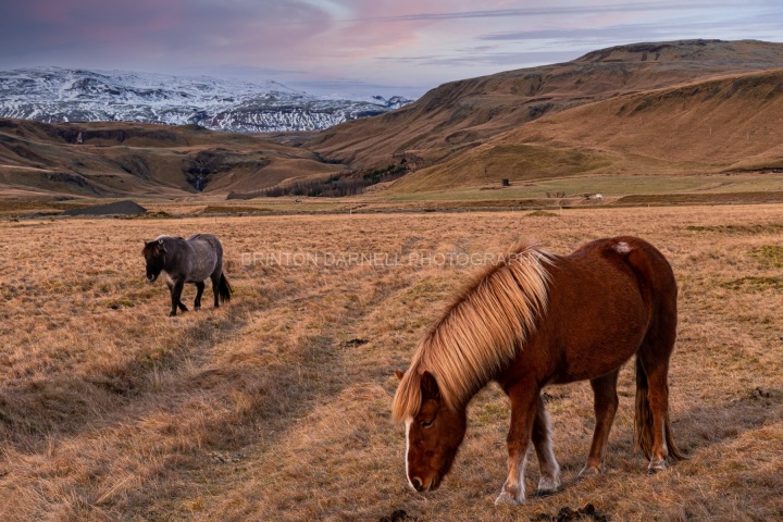 Icelandic-Ponies