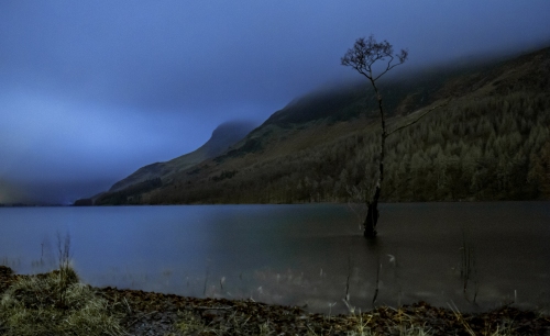 Buttermere-lone-tree