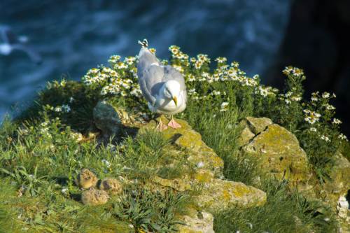 Herring Gull with her chicks