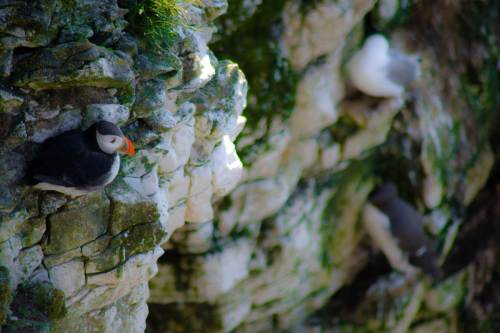 Puffin on Bempton Cliffs