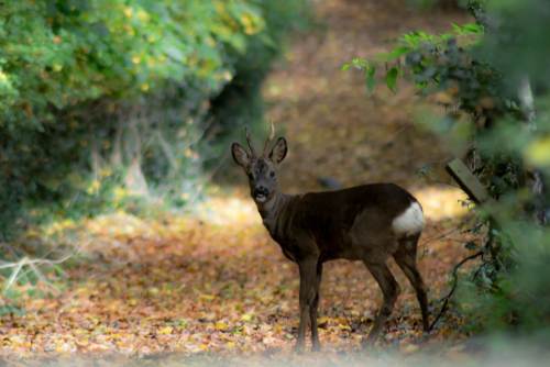 Autumn Roe Deer