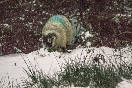 Swaledale Sheep