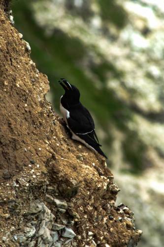 Razorbill