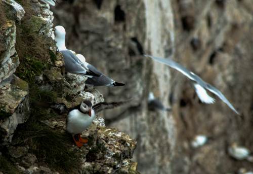 Puffin in a flap