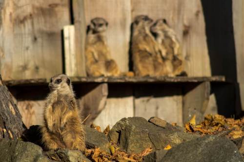 Meerkats, Edinburgh Zoo