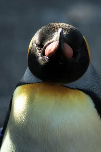King Penguin, Edinburgh Zoo
