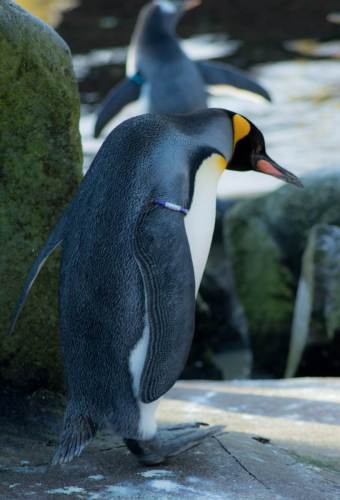 King Penguin, Edinburgh Zoo
