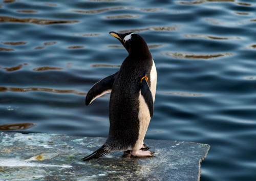 Gentoo Penguin, Edinburgh Zoo