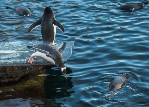 Diving Gentoo