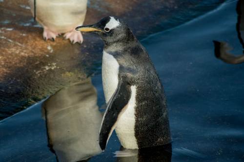 Humble Gentoo Penguin, Edinburgh Zoo