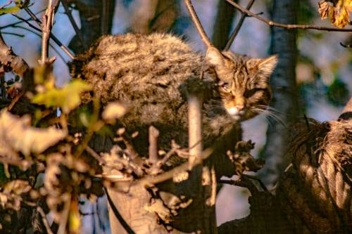 Scottish Wildcat, Edinburgh Zoo