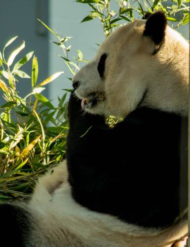Panda, Edinburgh Zoo