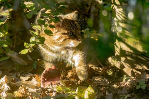 Beautiful Scottish Wildcat, Edinburgh Zoo
