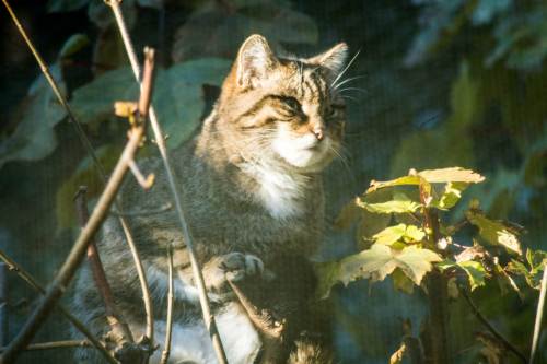 Majestic Scottish Wildcat, Edinburgh Zoo