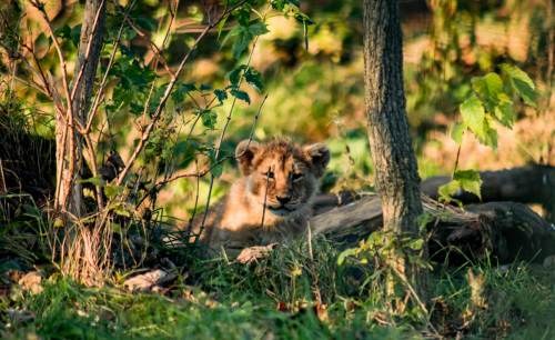 Lion Cub, Edinburgh Zoo