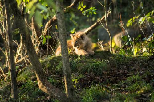 Lion Cub, Edinburgh Zoo