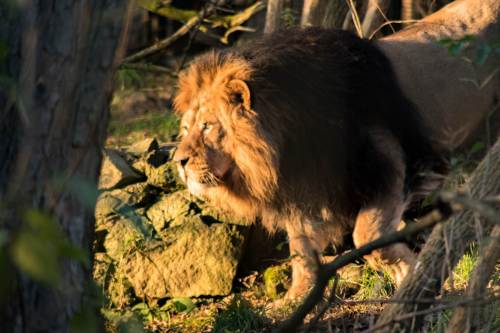 Male Lion, Edinburgh Zoo