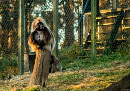 Baboon, Edinburgh Zoo