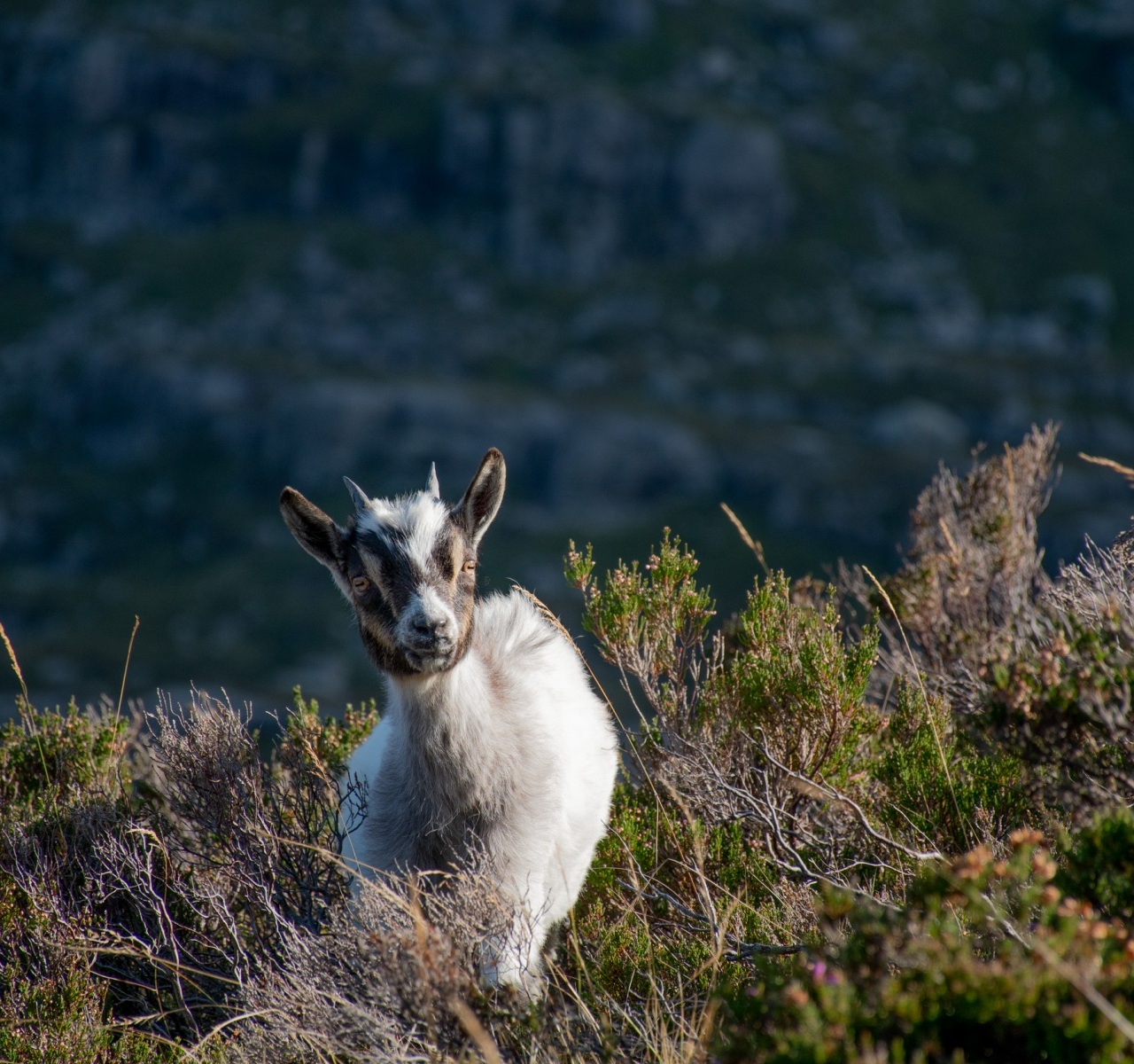 Kid-Goat