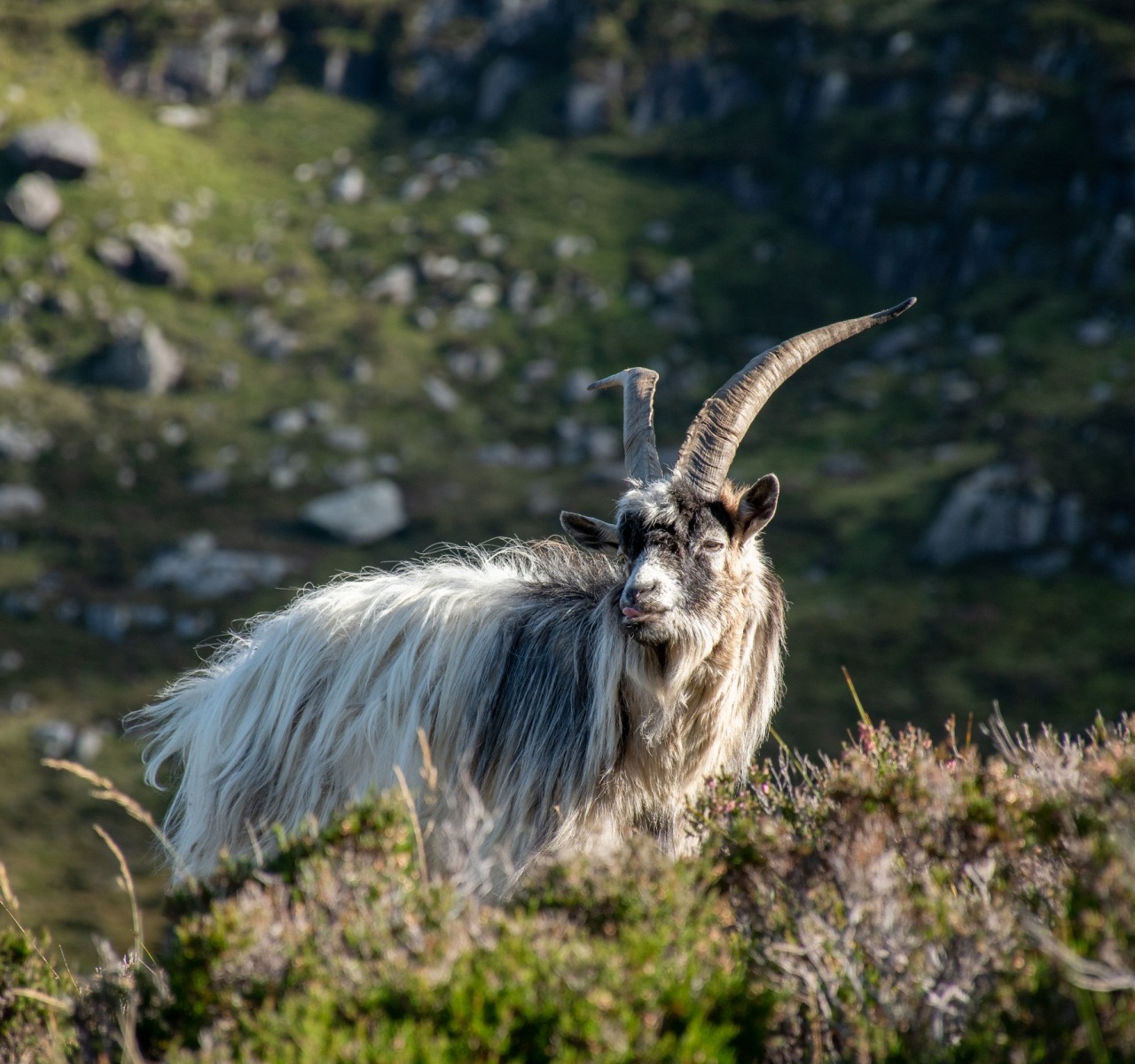 Male-Wild-Goat