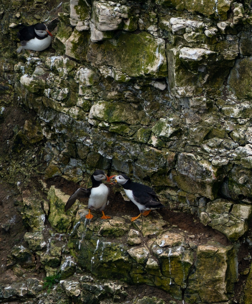 Playful-Puffins-Bempton-Cliffs