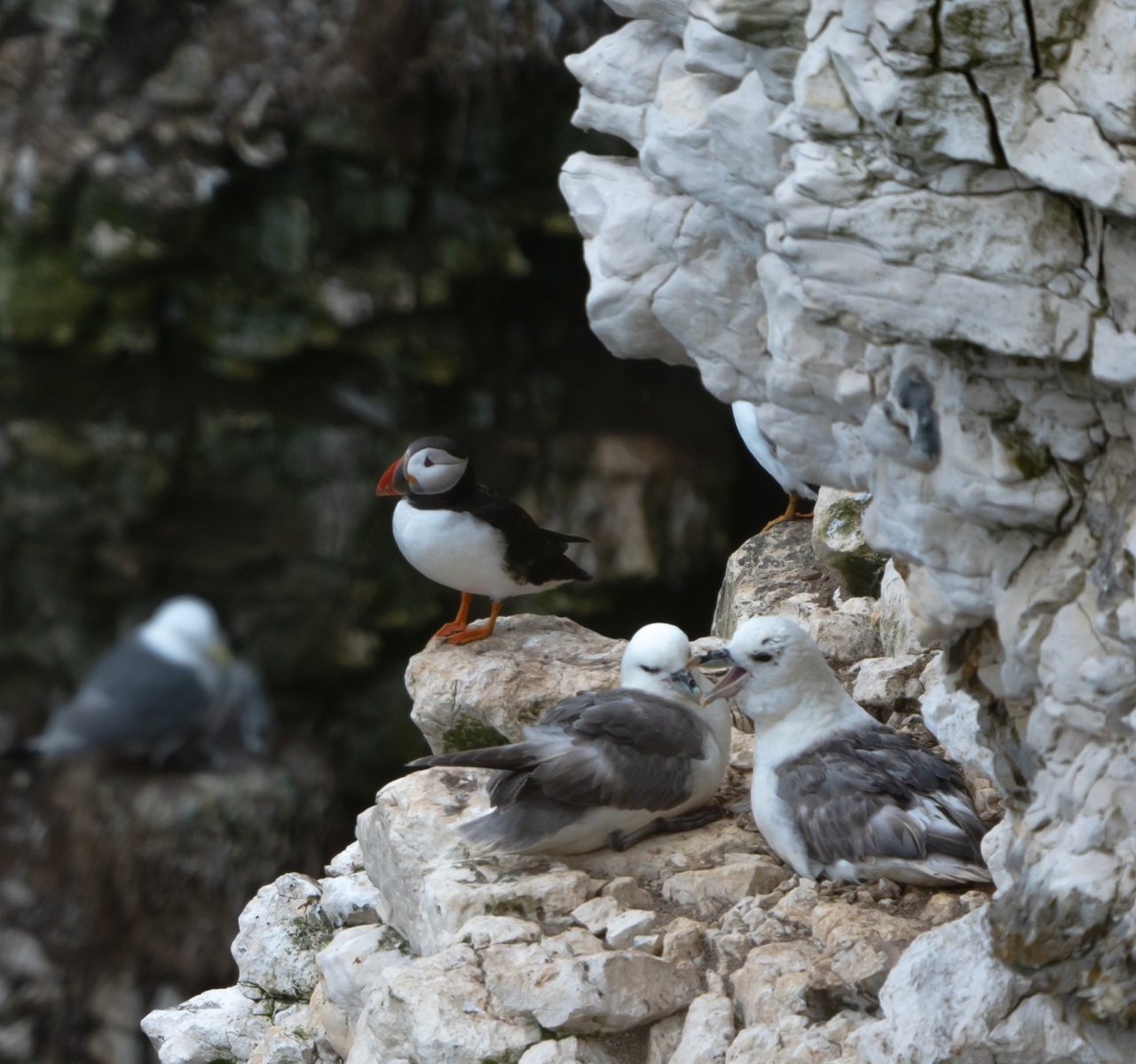 Puffin-and-Seaguls-Bempton-Cliffs