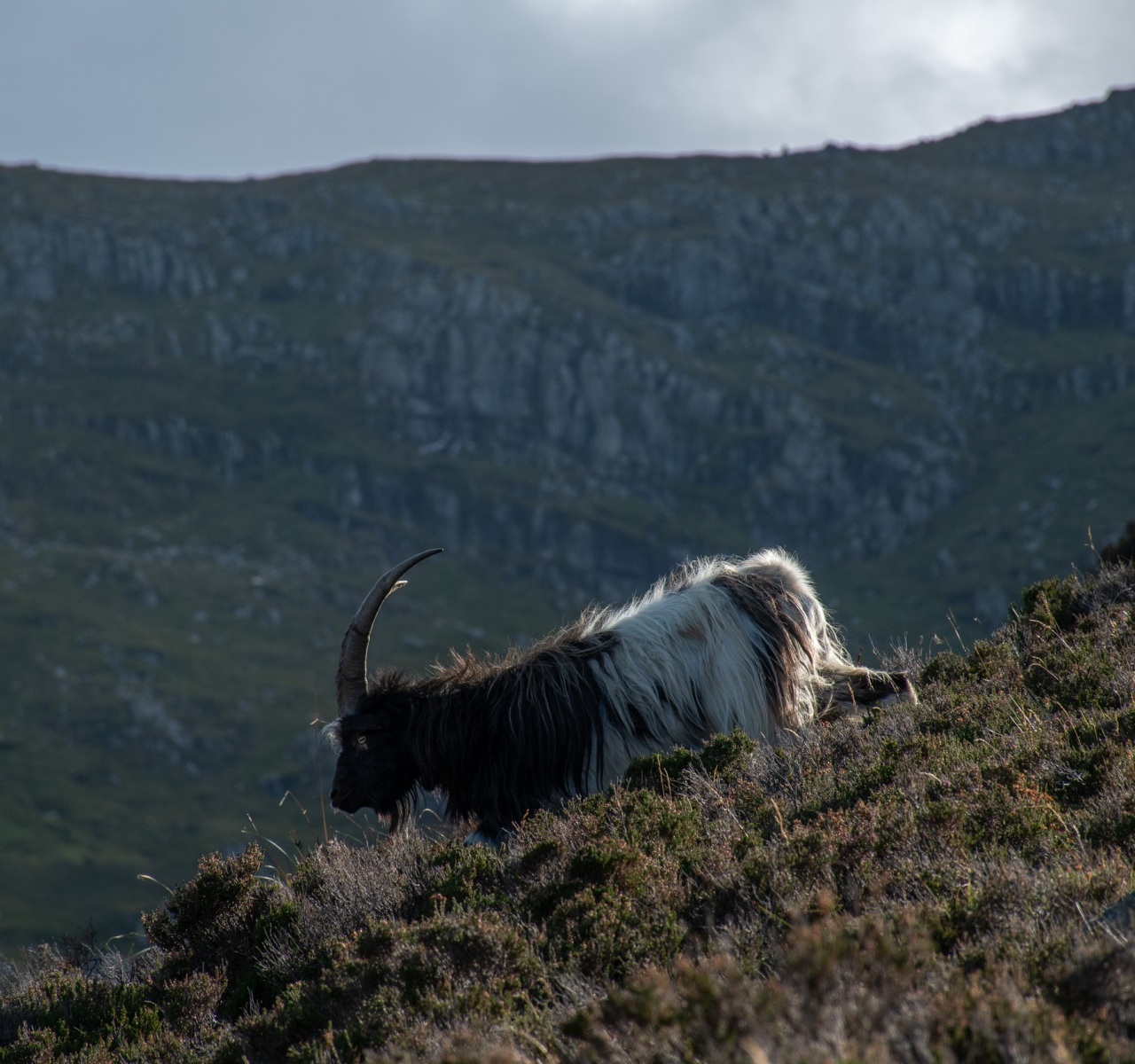 Wild-Goat-Snowdonia