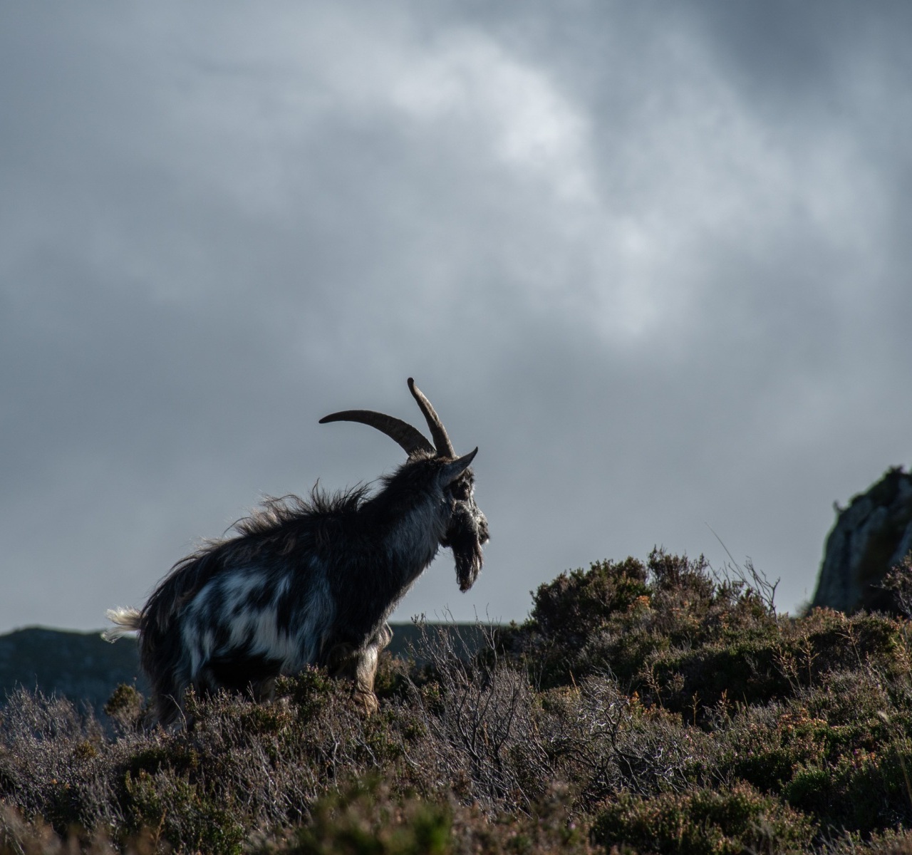 Wild-Goat